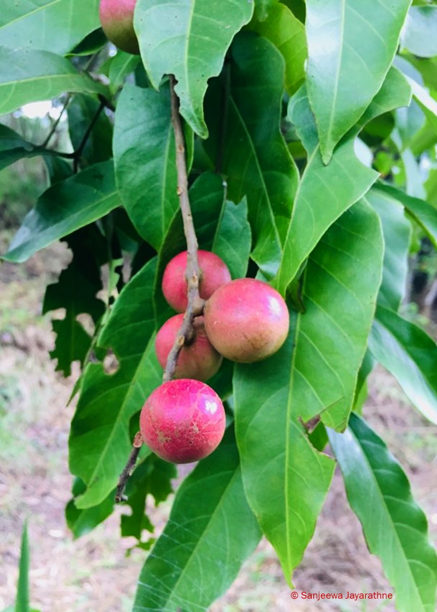 Aphanamixis polystachya (Wall.) R.Parker